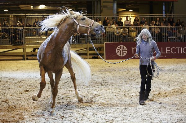 madrid_horse_week_