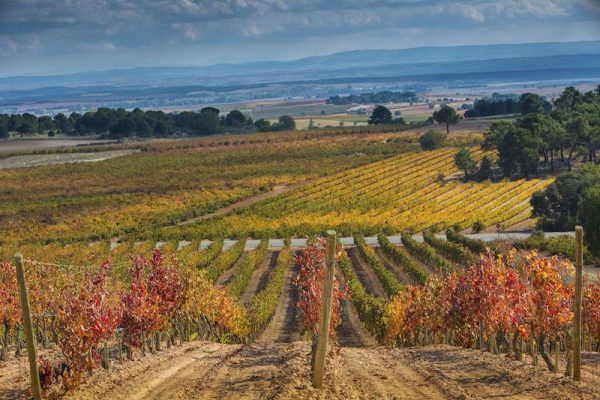 Ruta del Vino Ribera del Duero