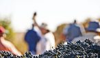 Ruta del Vino Ribera del Duero