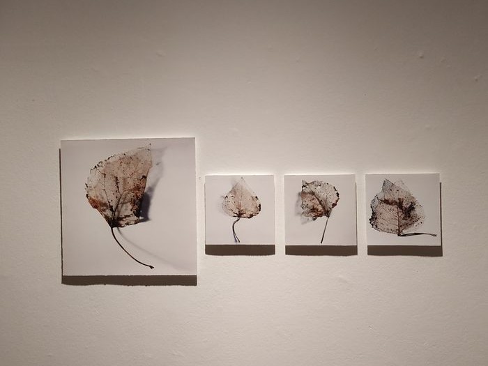 Herbarium Evanescence Fotografa Julia Gonzalez Liebana