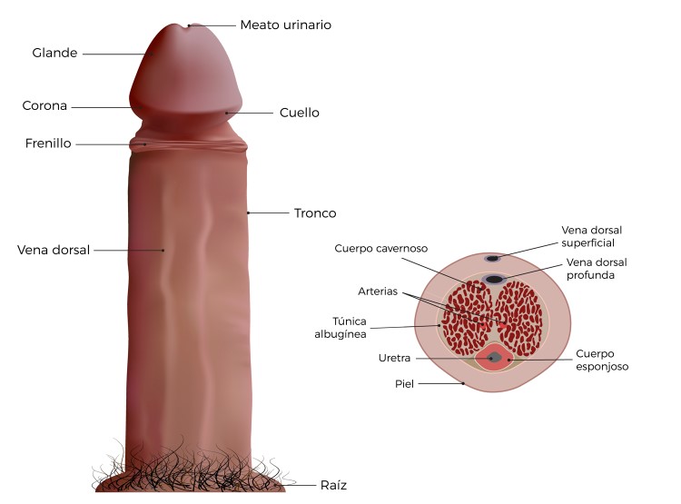 partes del pene