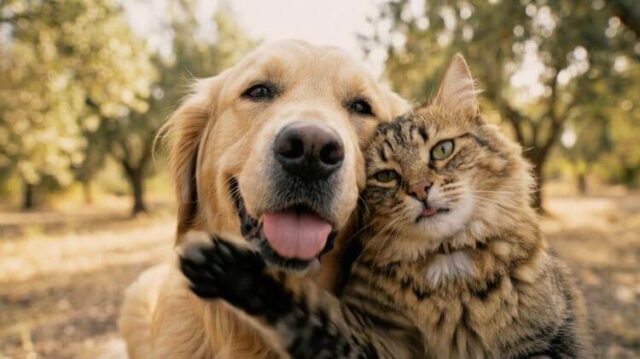 ownat perros y gatos