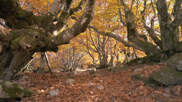 Riaza bosques