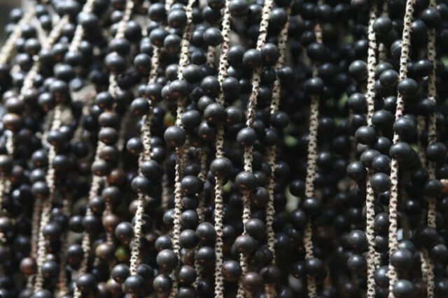 acai cultivos amazonas acai cultivos amazonas