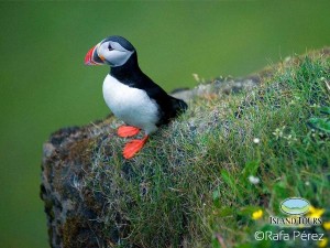 Island Tours_Frailecillo islandés