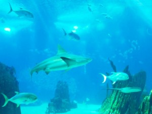 Lisboa_Oceanário