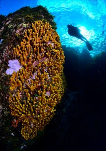 buceo_canarias_Lobestein