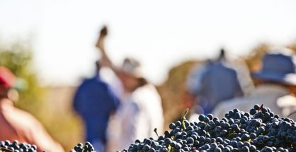 Ruta del Vino Ribera del Duero