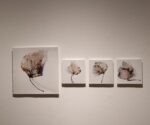 Herbarium Evanescence Fotografa Julia Gonzalez Liebana