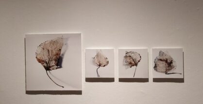 Herbarium Evanescence Fotografa Julia Gonzalez Liebana