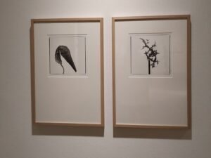 Herbarium Evanescence Fotografa Julia Gonzalez Liebana