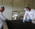 Açai elaboración